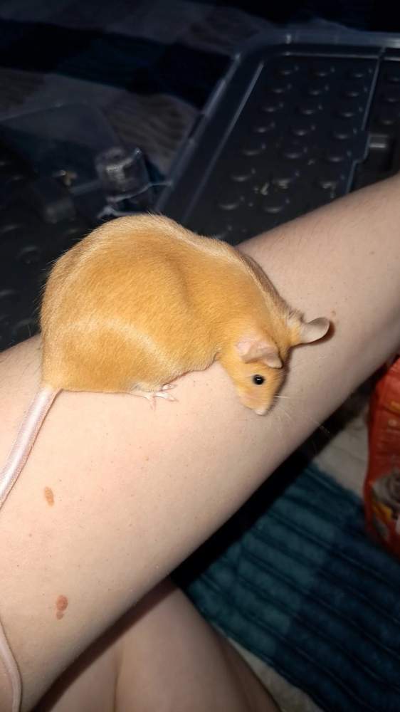 Fancy mouse Owned by other Mus musculus 