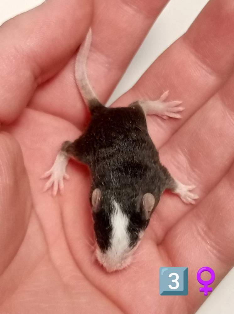 Fancy mouse Owned by other Mus musculus 