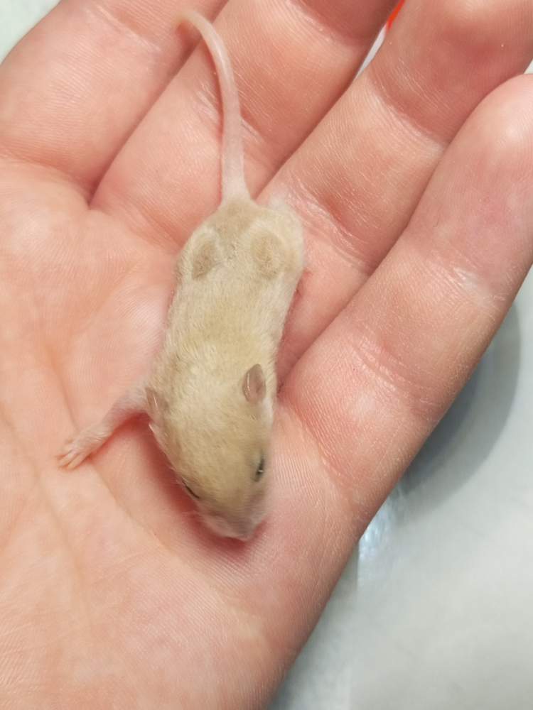 Fancy mouse Rehomed Mus musculus 