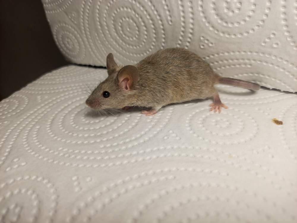 Fancy mouse Breeder Mus musculus 