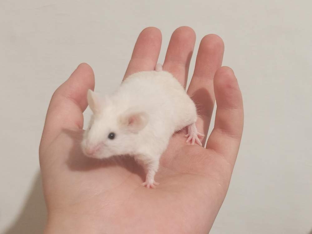 Fancy mouse Pet only Mus musculus 