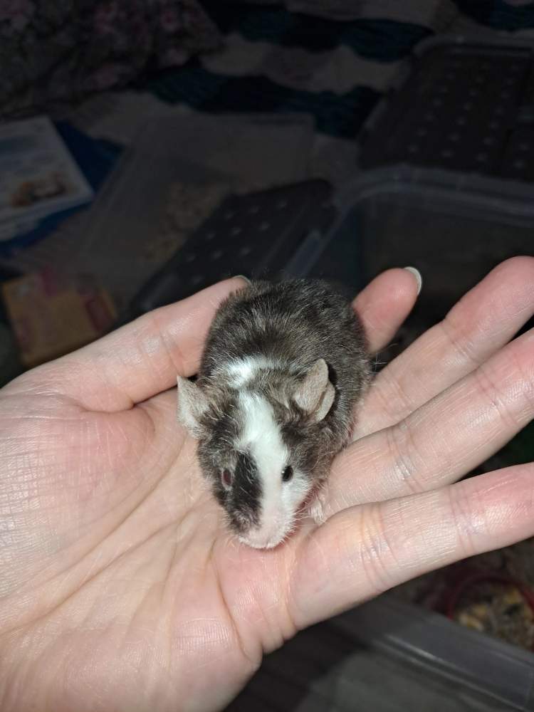 Fancy mouse Owned by other Mus musculus 