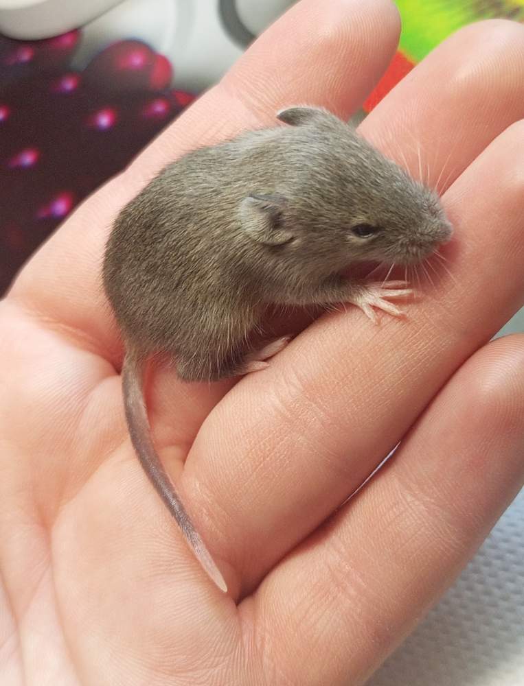 Fancy mouse Owned by other Mus musculus 