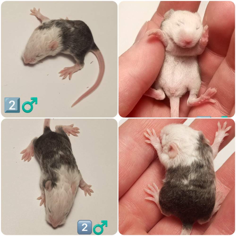 Fancy mouse Owned by other Mus musculus 