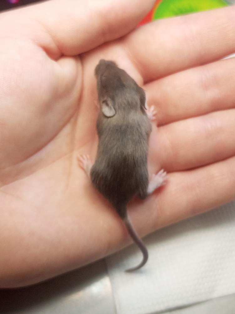 Fancy mouse Owned by other Mus musculus 