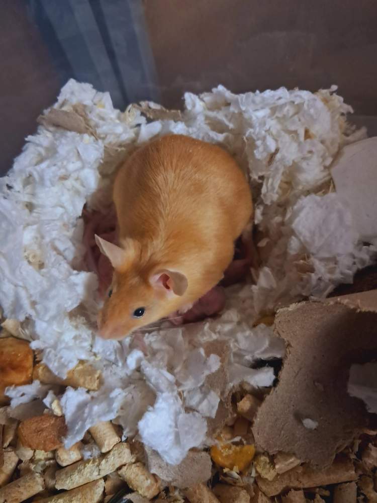 Fancy mouse Owned by other Mus musculus 