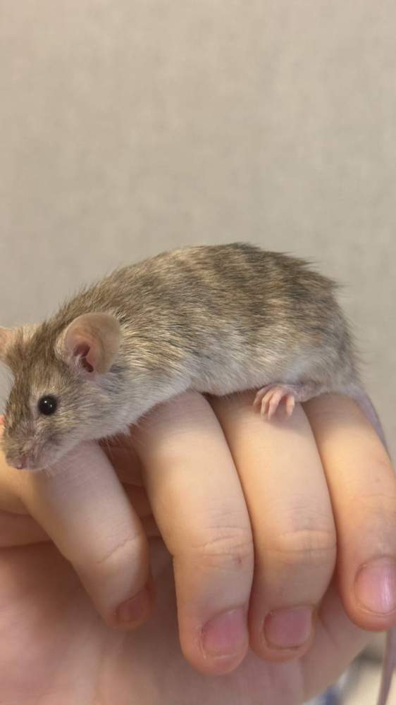 Fancy mouse Owned by other Mus musculus 