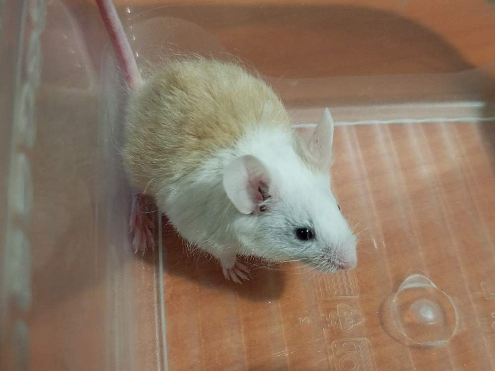 Fancy mouse Pet only Mus musculus 