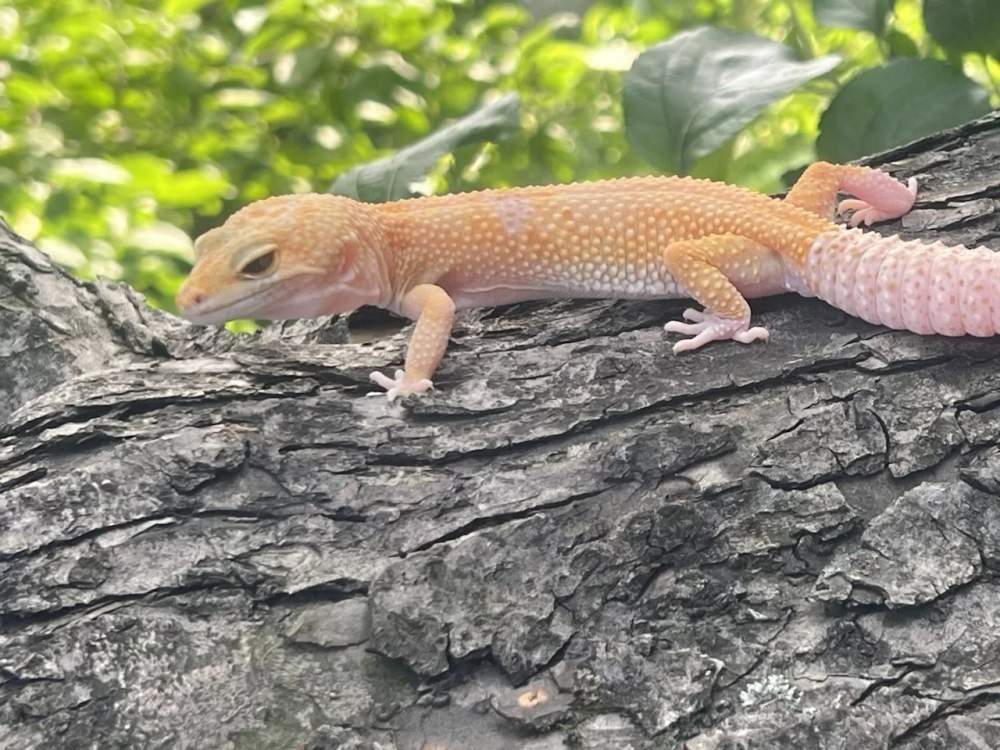 Leopard gecko Pet only Eublepharis macularius 