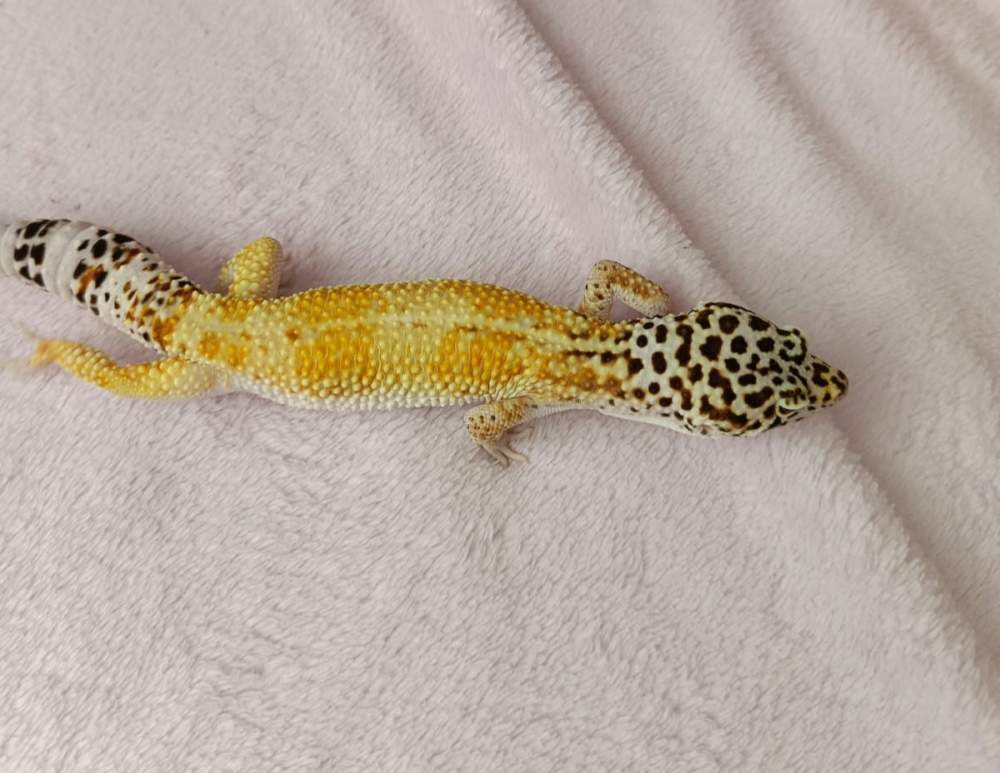 Leopard gecko Owned by other Eublepharis macularius 