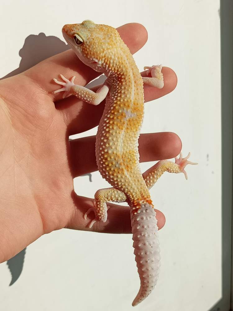 Leopard gecko Breeder Eublepharis macularius 