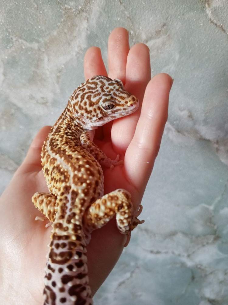 Leopard gecko Owned by other Eublepharis macularius 