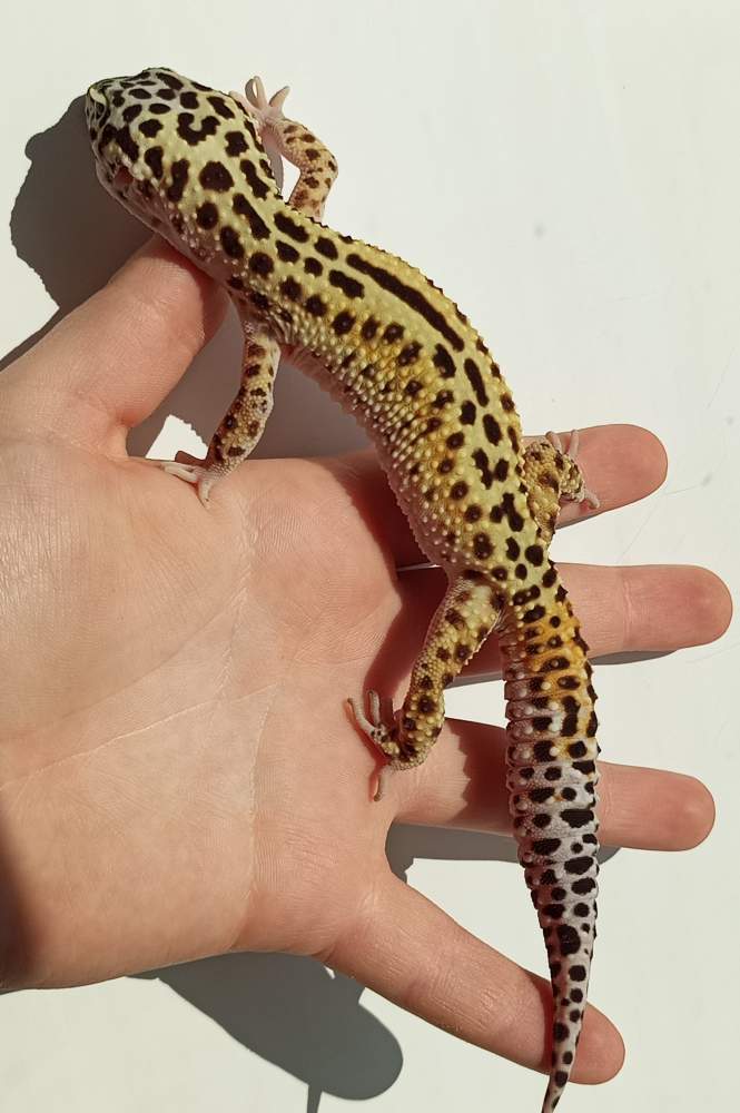 Leopard gecko Owned by other Eublepharis macularius 