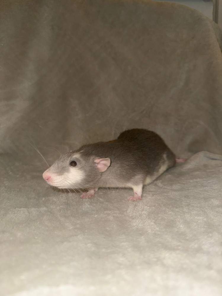 Fancy rat Breeder Rattus norvegicus 