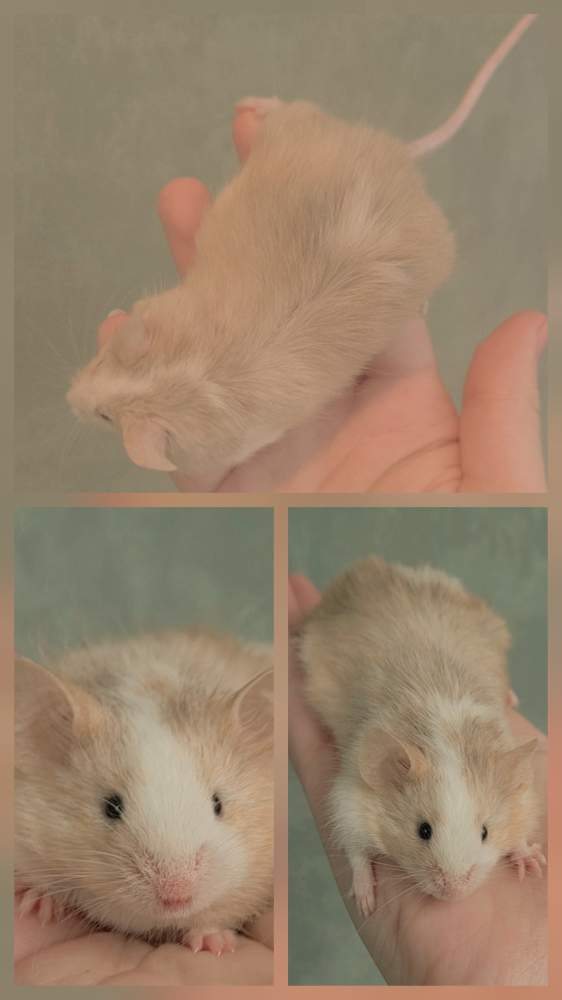 Fancy mouse Pet only Mus musculus 