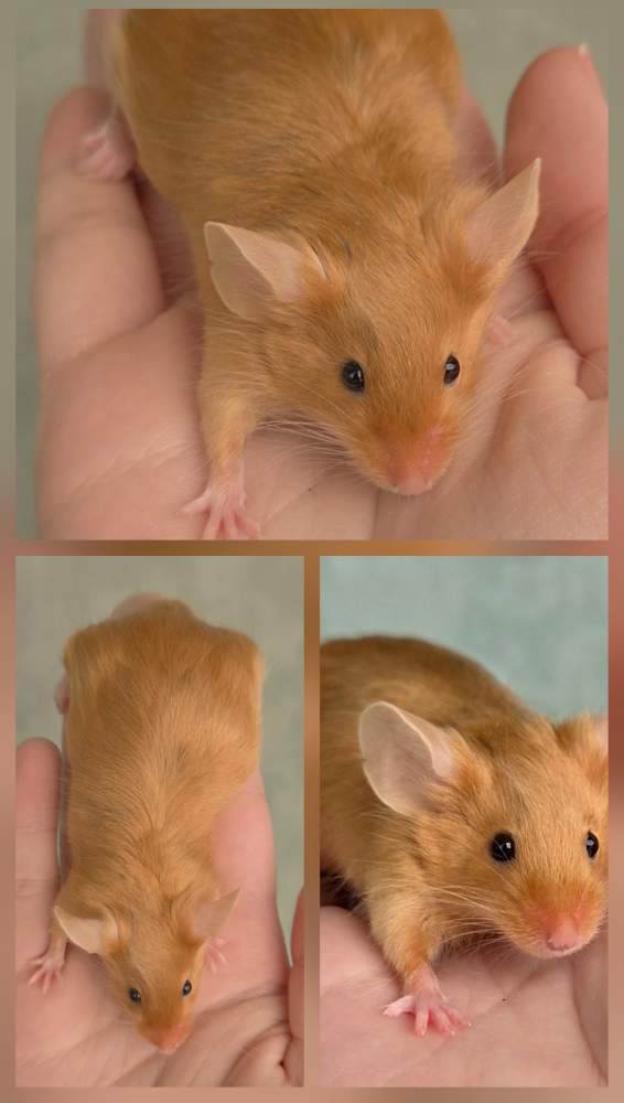 Fancy mouse Pet only Mus musculus 