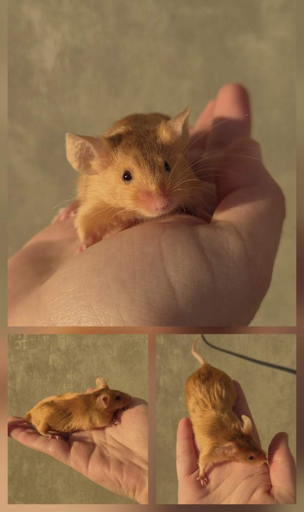 Fancy mouse Pet only Mus musculus 