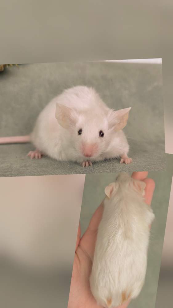 Fancy mouse Pet only Mus musculus 