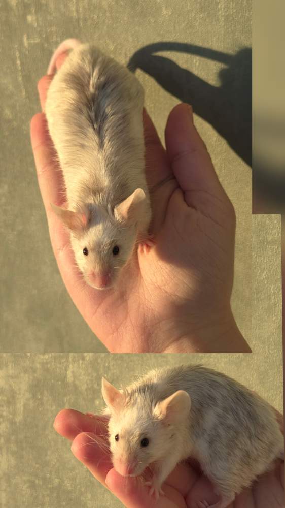 Fancy mouse Pet only Mus musculus 