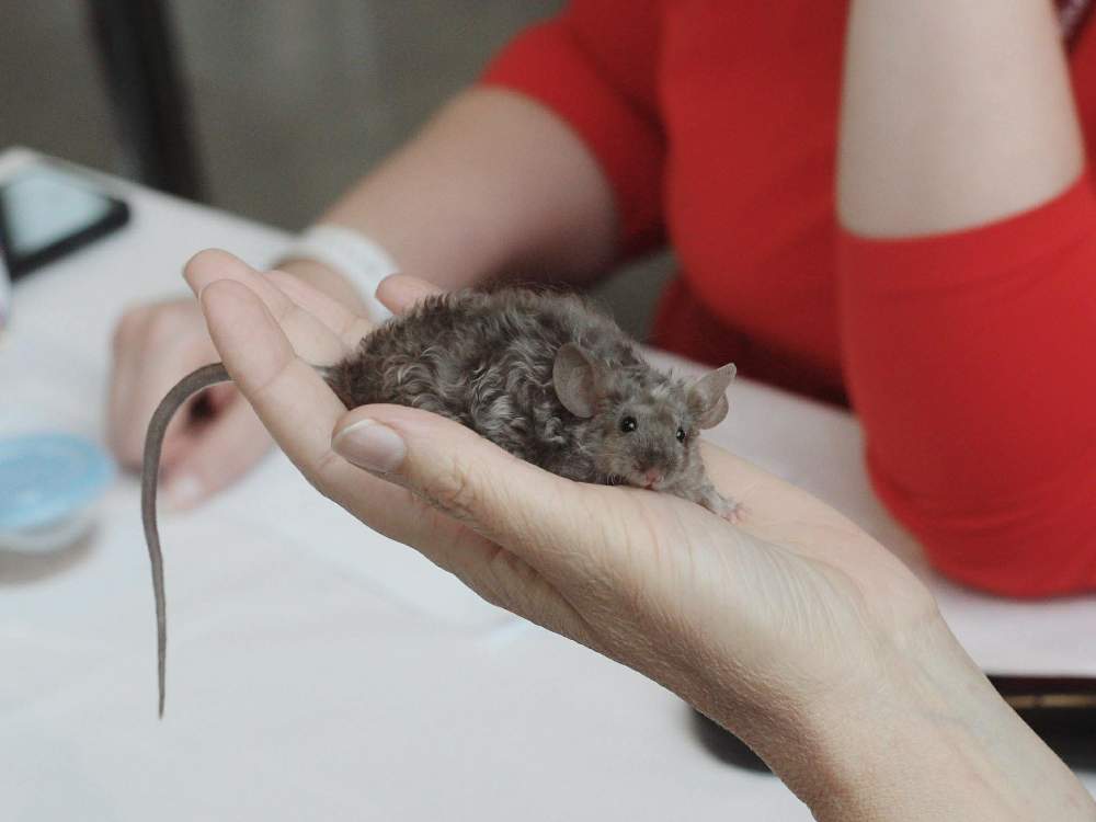 Fancy mouse Breeder Mus musculus 