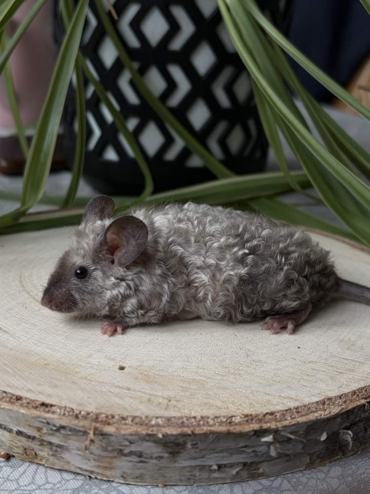 Fancy mouse Breeder Mus musculus 