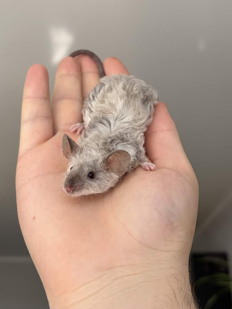 Fancy mouse Breeder Mus musculus 