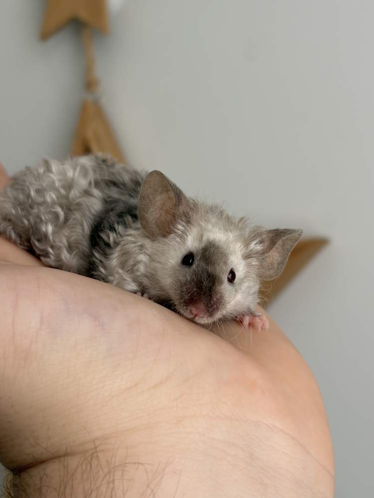 Fancy mouse Breeder Mus musculus 