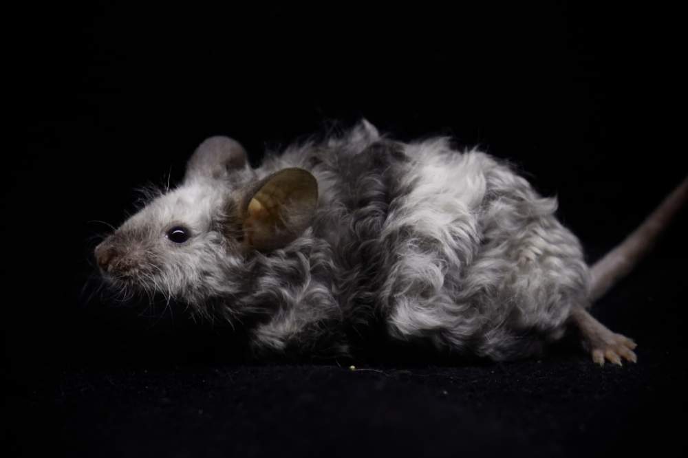Fancy mouse Breeder Mus musculus 