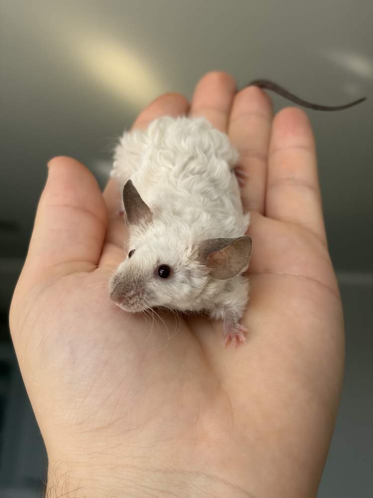 Fancy mouse Breeder Mus musculus 