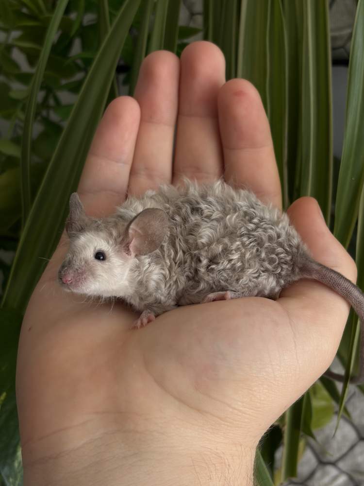 Fancy mouse Breeder Mus musculus 