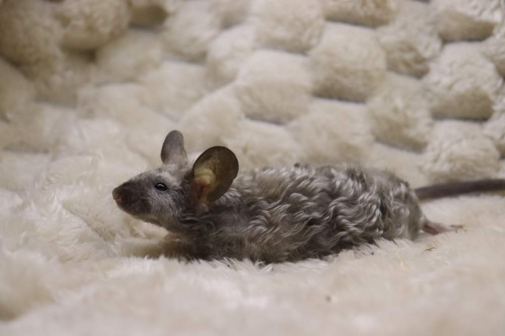 Fancy mouse Breeder Mus musculus 
