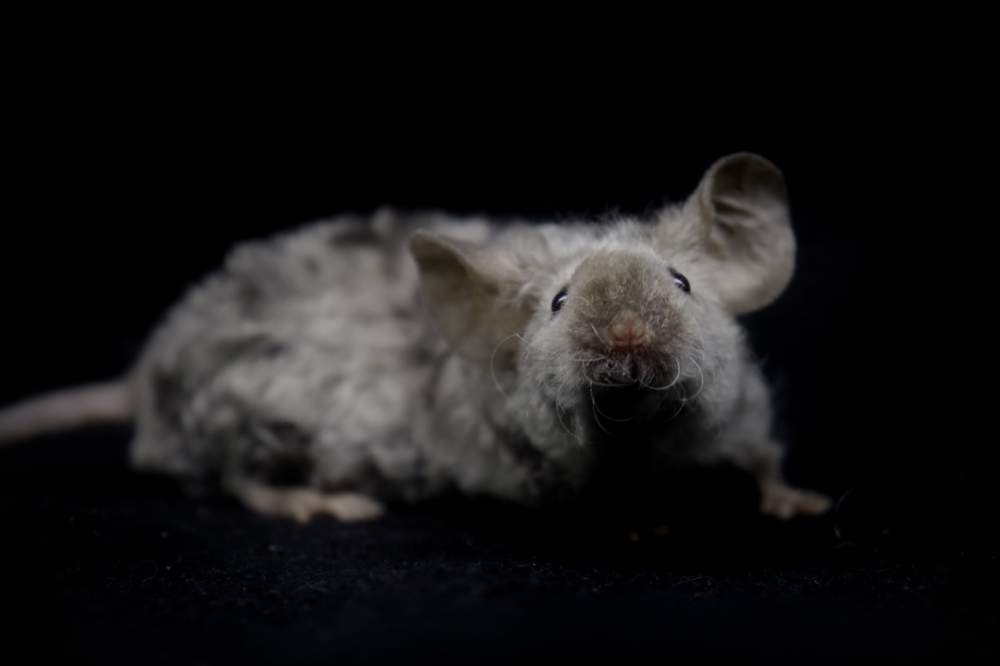 Fancy mouse Breeder Mus musculus 