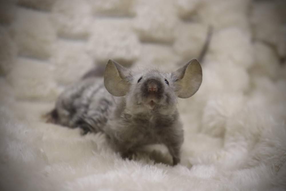 Fancy mouse Breeder Mus musculus 