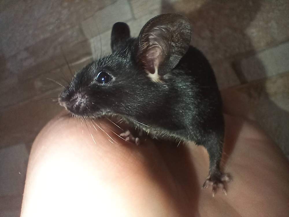 Fancy mouse Retired Mus musculus 