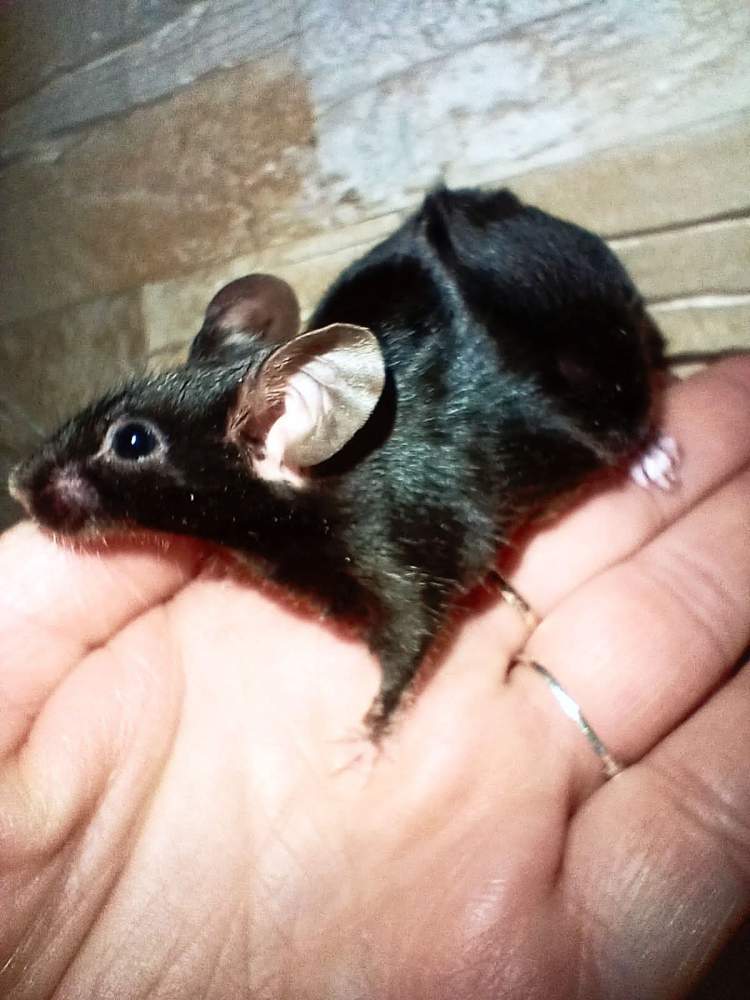 Fancy mouse Breeder Mus musculus 