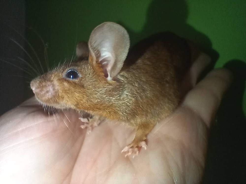 Fancy mouse Breeder Mus musculus 