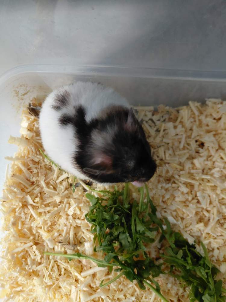 Golden hamster Breeder Mesocricetus auratus 