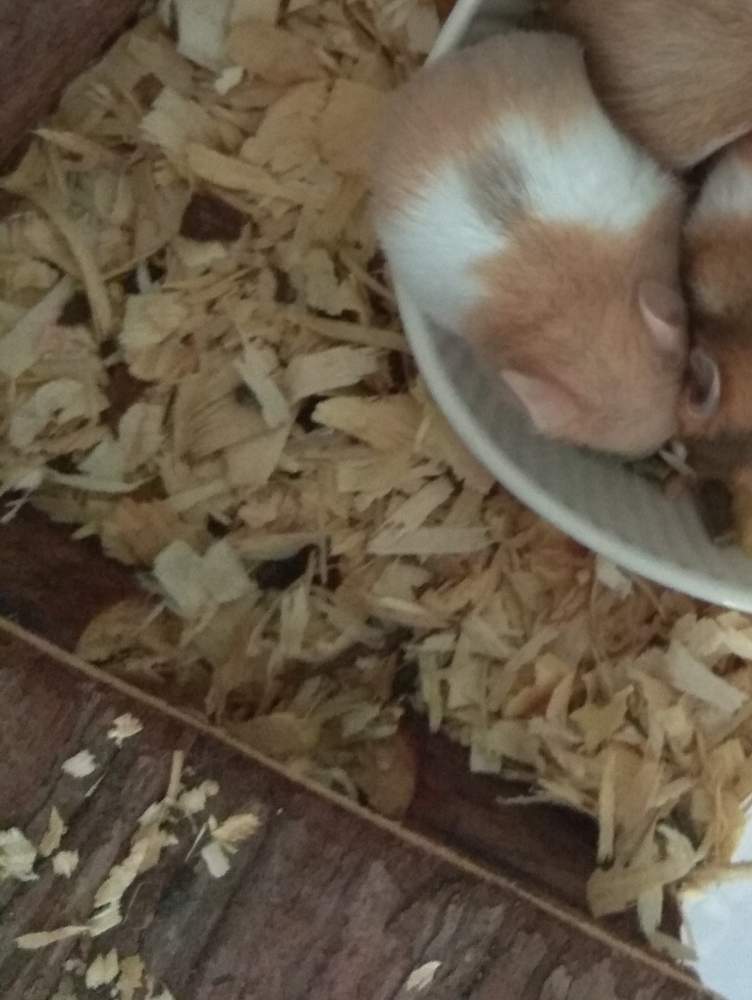 Golden hamster Pet only Mesocricetus auratus 
