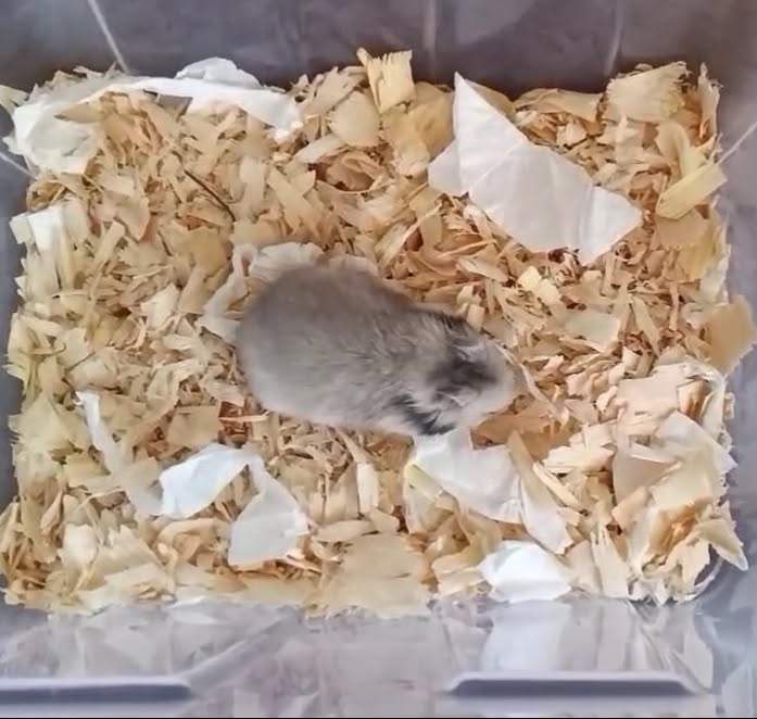 Golden hamster Pet only Mesocricetus auratus 