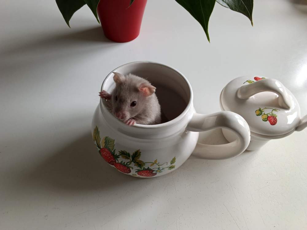 Golden hamster Owned by other Mesocricetus auratus 