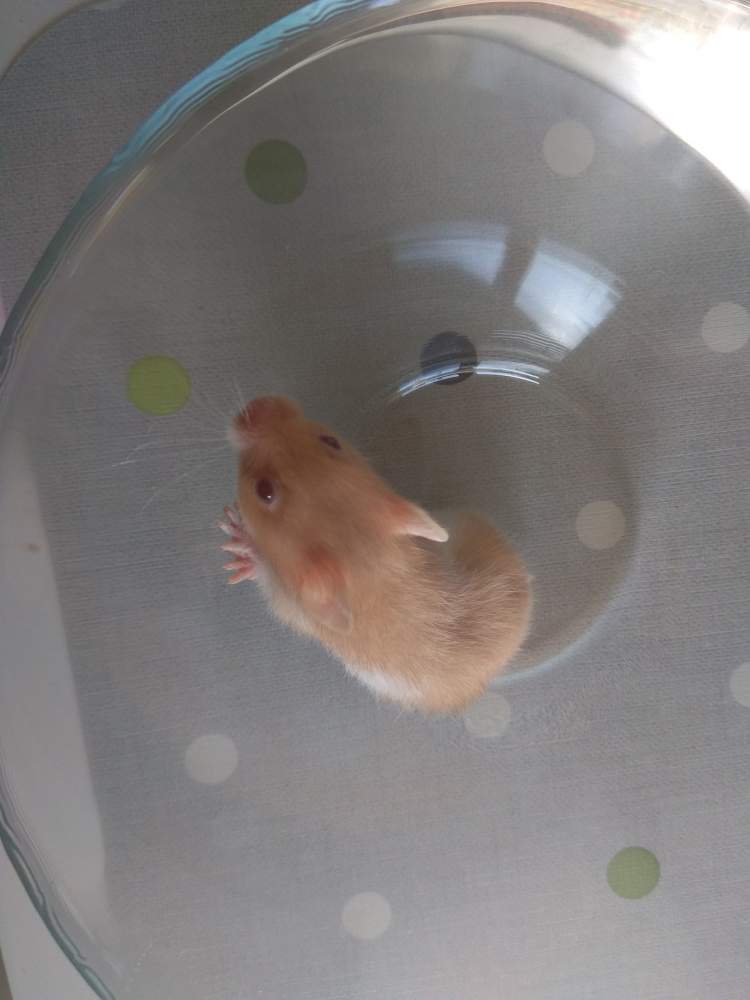 Golden hamster Owned by other Mesocricetus auratus 