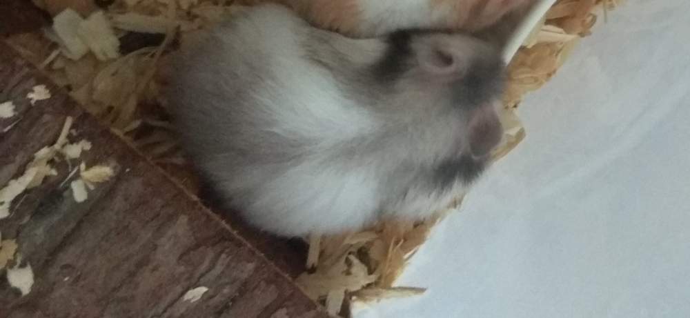 Golden hamster Pet only Mesocricetus auratus 