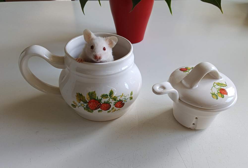 Golden hamster Owned by other Mesocricetus auratus 