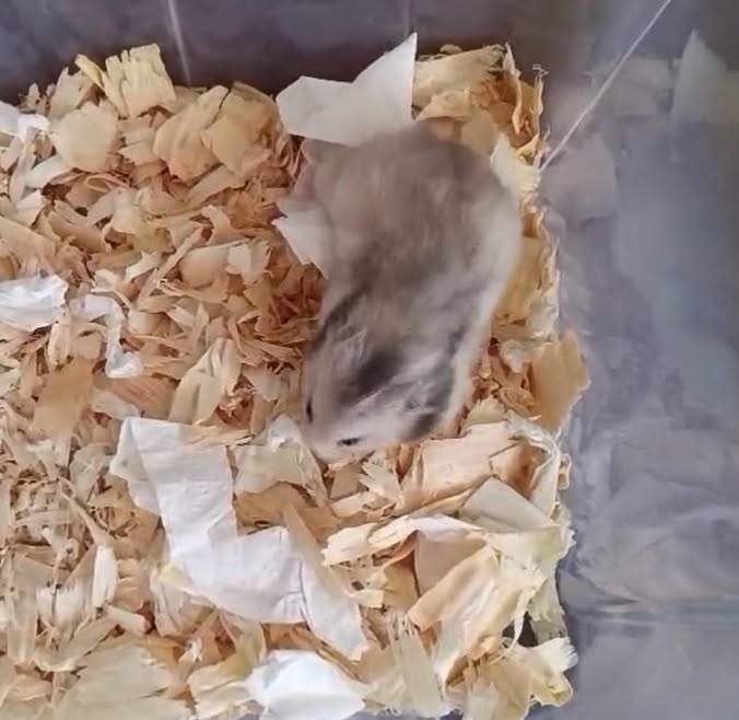 Golden hamster Owned by other Mesocricetus auratus 