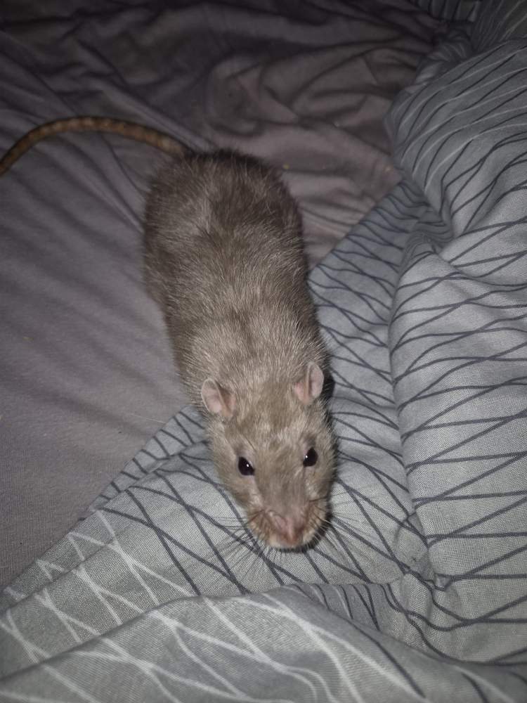 Fancy rat Pet only Rattus norvegicus 