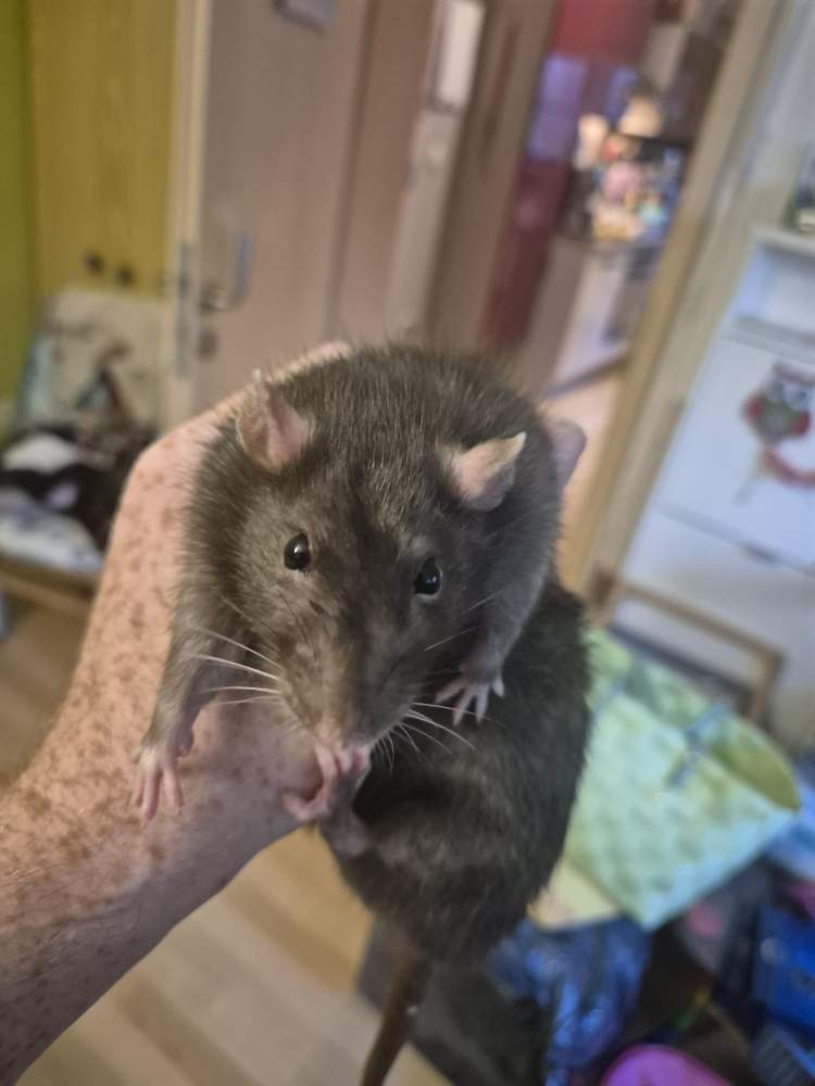 Fancy rat Pet only Rattus norvegicus 