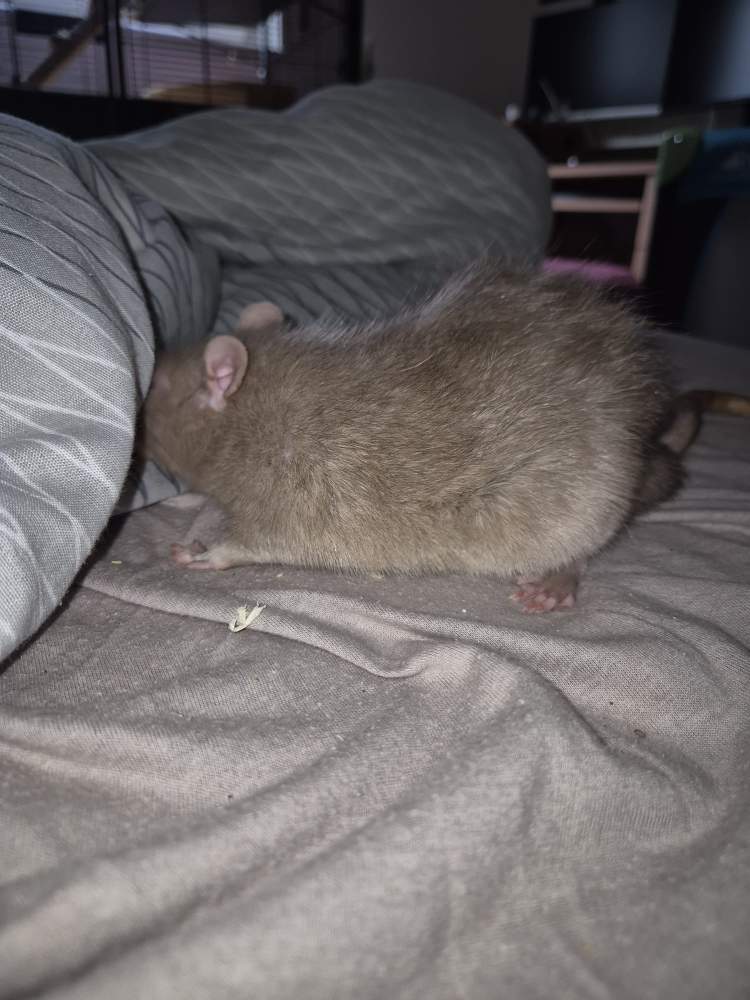 Fancy rat Pet only Rattus norvegicus 