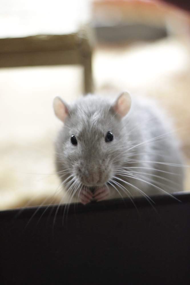 Fancy rat Pet only Rattus norvegicus 