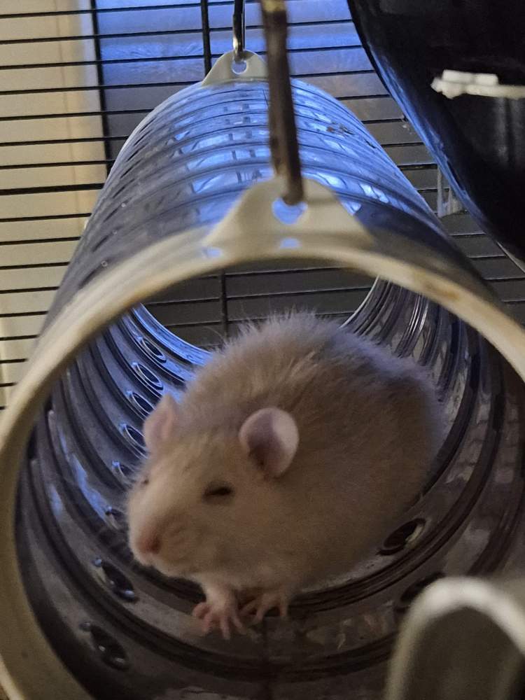 Fancy rat Pet only Rattus norvegicus 
