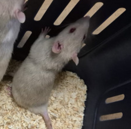 Fancy rat Pet only Rattus norvegicus 